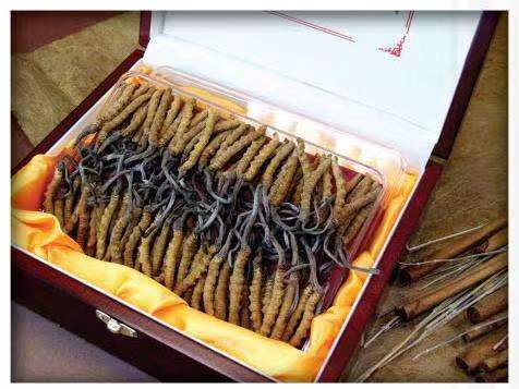 木兰冬虫夏草回收